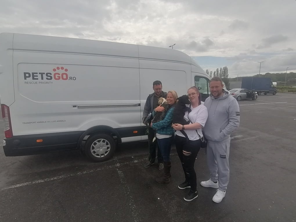 transport animale romania