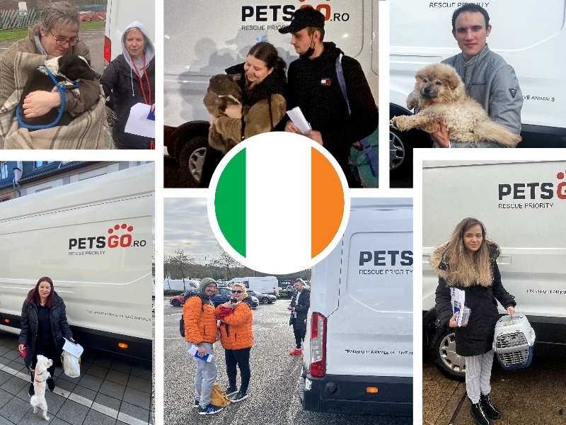 programare-transport