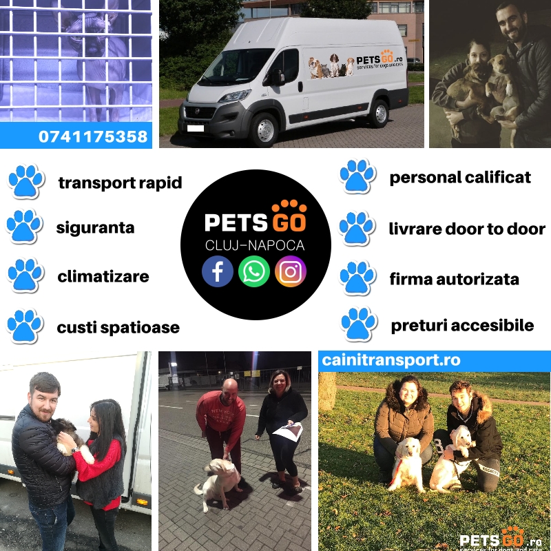 transport-caini-intern